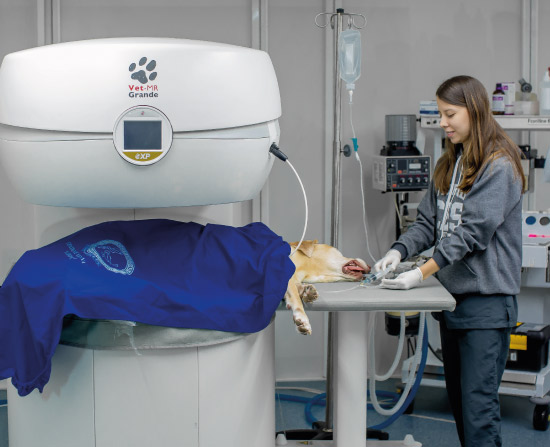 Estudiante con un perro en el resonador, aplicando anestesia