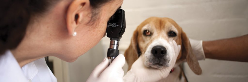 Médico veterinario y zootecnista examinando a un perro en su consultorio.