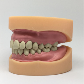 Imagen simulador anatómico de dentadura para uso odontológico