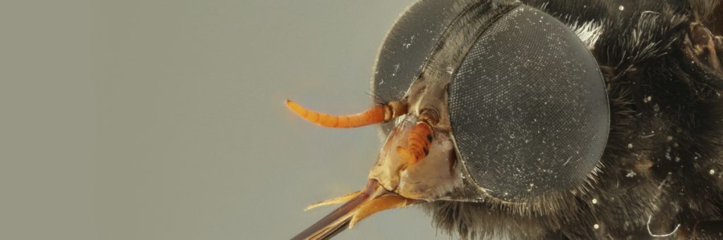 Foto de mosca en plano macro mostrando los detalles de sus ojos y antenas